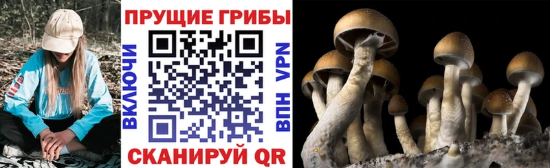 Псилоцибиновые грибы ЛСД  Оленегорск 